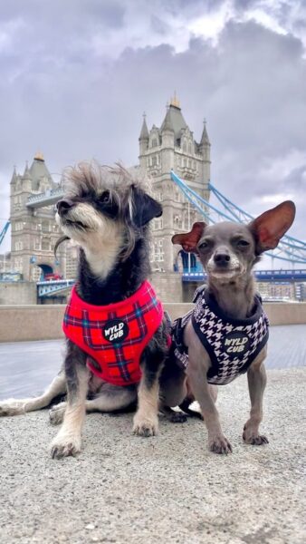 Betty & Bean & Tower Bridge (c) Julie Shannon