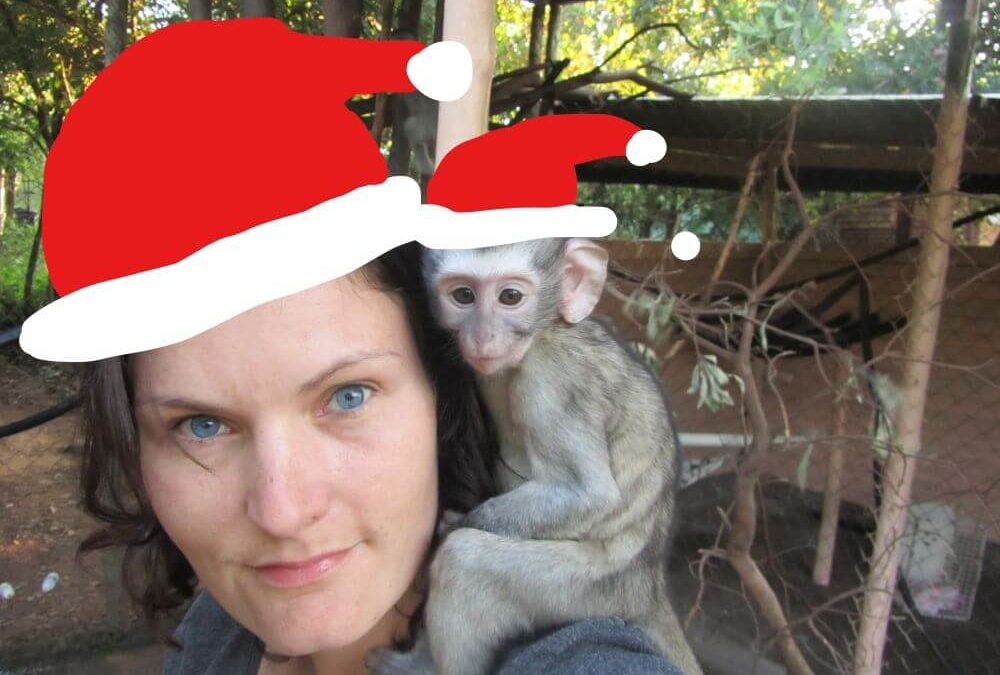 Christmas Jumper Day Vervet monkey cover