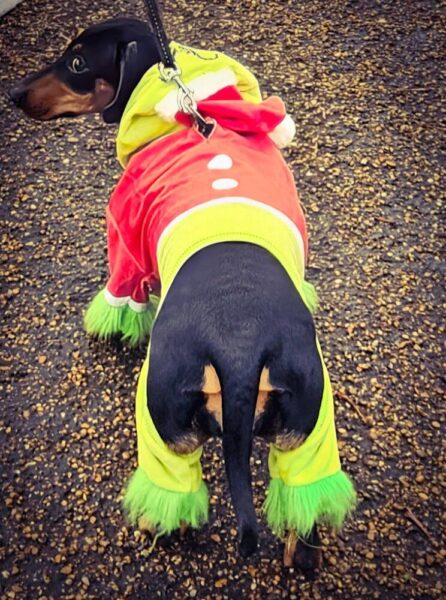 London 2024 Hyde Park Sausage Dog Walk