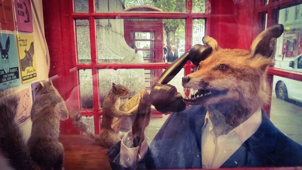 London British Museum Telefonzelle Taxidermie Fox in a box Fuchs