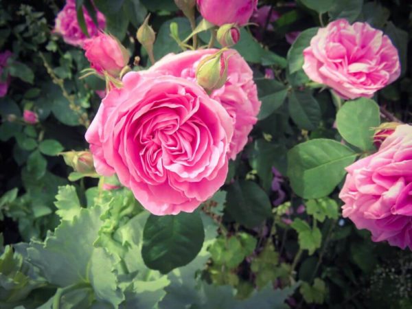 London Gärten Hyde Park Rose Garden pinke Rose