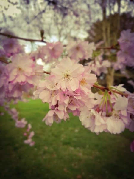 London Kirschblüte Albert Memorial Kensington Gardens Nahaufnahme Blüte