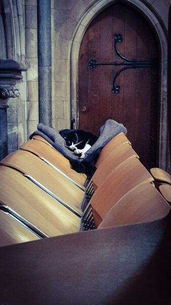 London Southwark Cathedral Hodge Katze Cat
