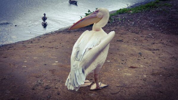 London St James's Park Pelikan