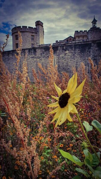 London Tower of London Superbloom Sonnenblume