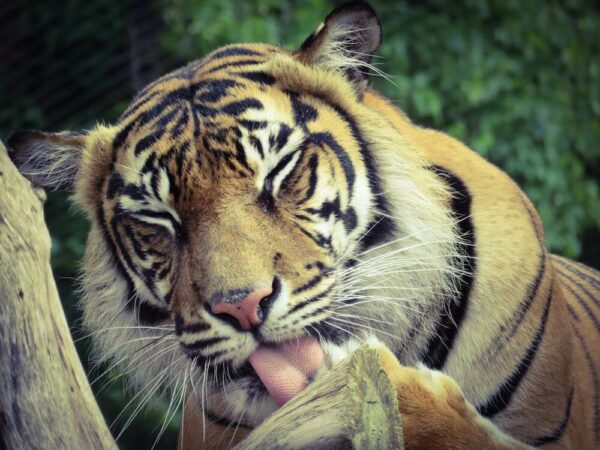 London Zoo Tiger leckt Pfote