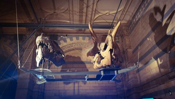 Natural History Musem London Dino Skelette