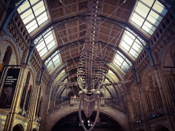 Natural History Musem London Wal Skelett Hope Hintze Hall Eingangshalle