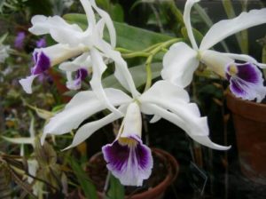 Das Orchideen Festival in Kew Gardens wird eins der Highlights in London im Februar