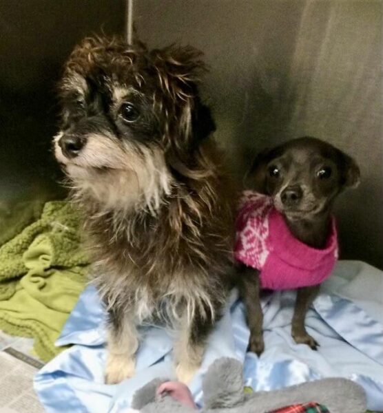 Das Bild der Rettungsorganisation Rescue Photo (c) Julie Shannon