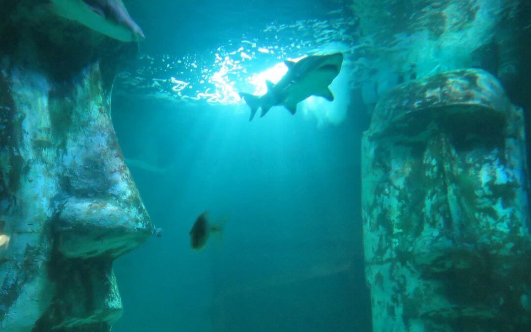 Sea Life Aquarium London Fischbecken Osterinsel Cover