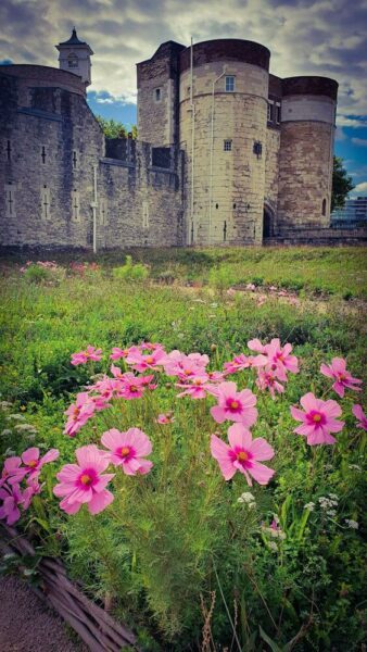 Tower of London Superbloom pinke Blumen