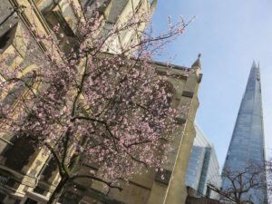 Spring blossoms at Southwark Cathedral