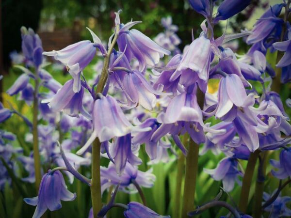 Bluebells London Blaue Blüten
