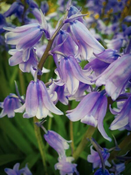 London Bluebells blaue Blüten