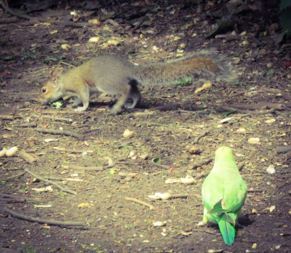 London Eichhörnchen Papageien füttern Hyde Park Kensington Gardens