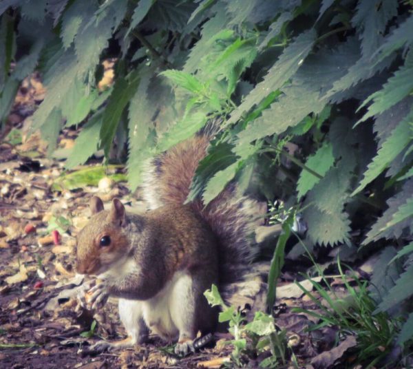 London Eichhörnchen füttern Hyde Park Kensington Gardens