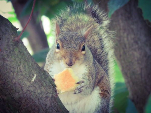 London Eichhörnchen füttern Park Hörnchen auf Baum mit Keks