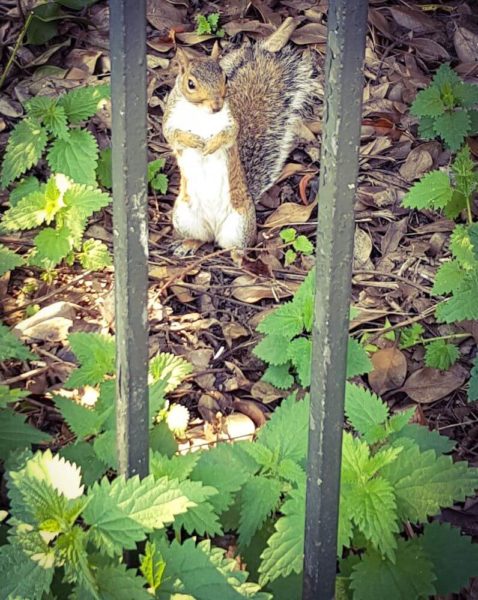 London Eichhörnchen streicheln Hyde Park stehendes Hörnchen