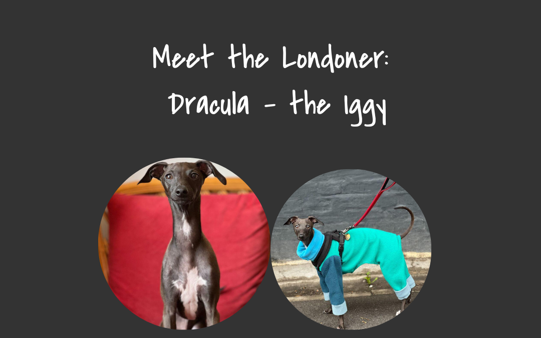 Meet the Londonder: Dracula, the Iggy