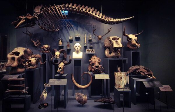 London Hunterian Museum Fruit Bat Skeleton