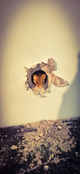 London Camden Arts Projects Mouse Storyteller