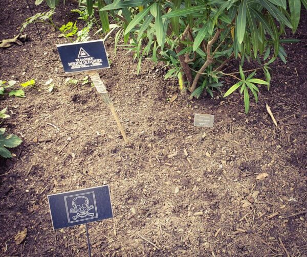 London Chelsea Physic Garden Giftige Pflanzen